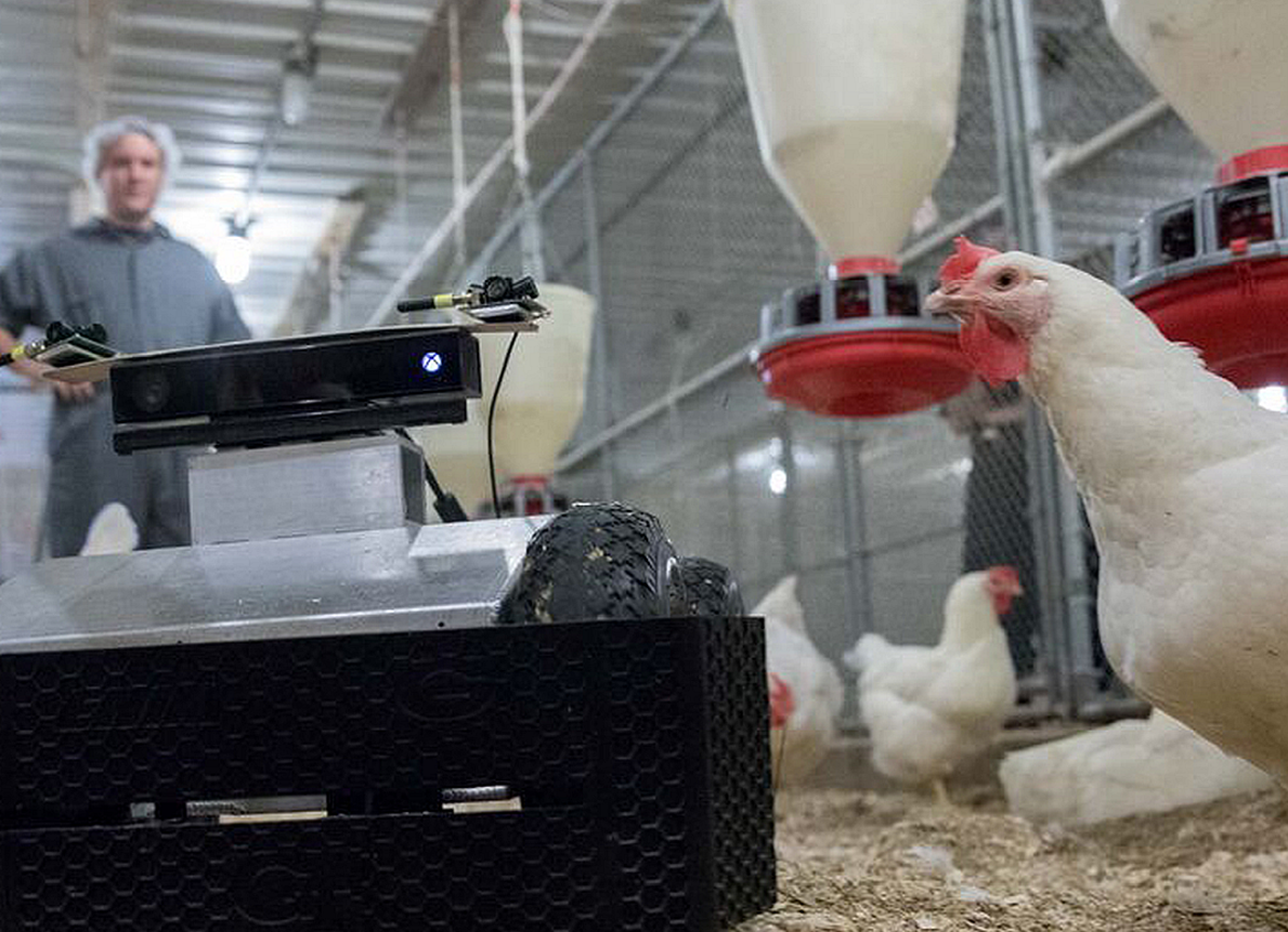 close-up of a robot on the left and a chicken on the right in the foreground, and in the background a scientist watching to see how things go